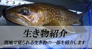 生き物紹介