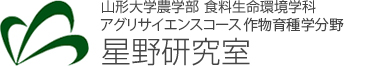 山形大学農学部 食料生命環境学科 アグリサイエンスコース 作物育種学分野 星野研究室